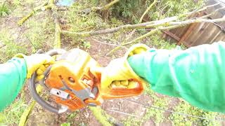 groundsman work on a eucalyptus removal [upl. by Imeon]