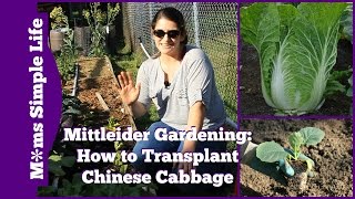 Mittleider Gardening How to Transplant Cabbage [upl. by Yrogerg]