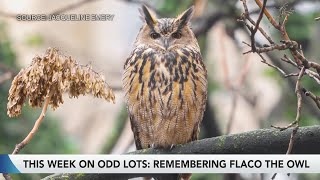 Odd Lots Team Pays Tribute to Flaco the Owl [upl. by Draillih]