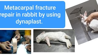 Metacarpal fracture repair in rabbit by using dynaplast [upl. by Geilich]