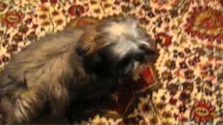 Необычная Дрессировка Щенка ШиТцу Unusual Training a Shih Tzu pappy [upl. by Accever]