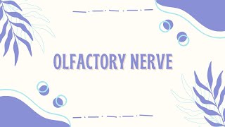 Pemeriksaan Olfactory Nerve [upl. by Audwen187]