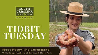 Meet Petey The Cornsnake at Barnwell State Park [upl. by Oirobil177]