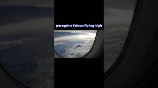 peregrine falcon flying high trending animals viral peregrinefalcon birds flying airport fyp [upl. by Amme]