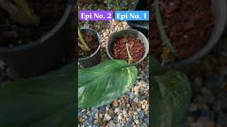 อิพิด่างเหลือง ​No 1 VS อิพิ​ด่างเหลือง No 2 ดูตรงไหน​ Epipremnum​ Pinnatum​ Yellow​ Flame [upl. by Hawk]