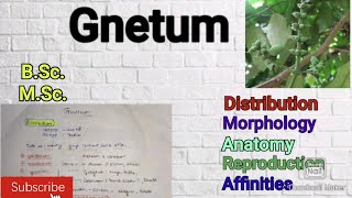 Gnetum Morphology Anatomy Reproduction Gymnosperm Gnetum notes Affinities of Gnetummscbotany [upl. by Kamillah627]