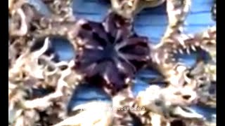 Alien Sea Creature in malaysia☻Criatura Extraterrestre en El mar de malasia 102014 [upl. by Skrap729]