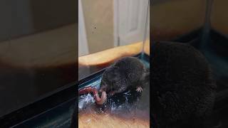 This Is Venomous Short Tailed Shrew nature youtubeshorts shrew animals viral trending [upl. by Jameson]