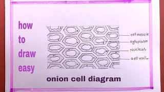 How To Draw onion cell Step By StepOnion Cell Drawing [upl. by Caldera]