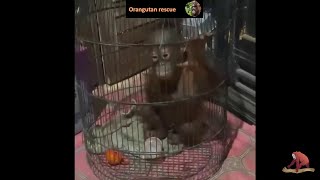 Little baby orangutan rescued from a bird cage The locals kept him as a pet Bayi orangutan [upl. by Bruni]