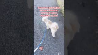 La passeggiata con LIllo cani pets canidivertenti perte cane puppy [upl. by Ithnan]