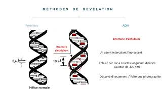 Electrophorèse 2D Méthodes de révélation Applications [upl. by Cis]