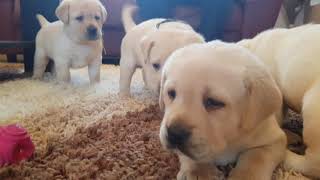 one month old labrador puppies [upl. by Leuqim487]