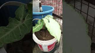 Mera beautiful synonym ka plantvideo nature gardening [upl. by Burg]