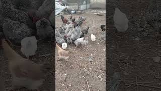 amrock 🐓🐓🥚🥚🐔🐔 [upl. by Tadeas]