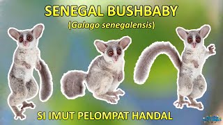 Senegal Bush Baby Primata imut dan mungil pelompat handal dari Afrika [upl. by Nelrsa]