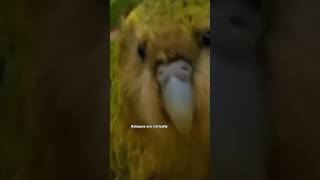 Kakapo Partot kakapo nature wild [upl. by Eliathan258]