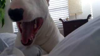 Bentley  Funny Bull Terrier Waking Up [upl. by Hallette130]