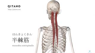 半棘筋の解剖学図｜musculus semispinalis｜筋肉辞典57 [upl. by Slohcin]