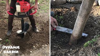 Paulownia Cutting  Paulownia Fertilizing in the first year [upl. by Chessa732]