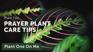 Prayer Plant Marantaceae Care — Ep 031 [upl. by Berard]