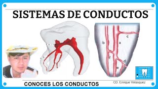 SISTEMA DE CONDUCTOS RADICULARES Endodoncia [upl. by Hajed649]