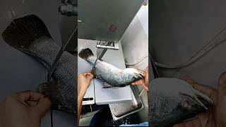 River super giant vatki Koral sea fish cutting skills reels video viralvideo shorts [upl. by Corvese]