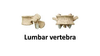 Lumbar vertebra Prof Dr Md Ashfaqur Rahman [upl. by Veradi74]