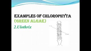 CLASS11 CHAPTER3 PART6 PLANT KINGDOMEXAMPLES OF CHLOROPHYTAUlothrix [upl. by Aneles]