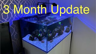 Waterbox Frag 853 3 Month Update [upl. by Yerffoj]