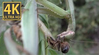 The sound of a praying mantis “hunting” and eating horseflies and bees at the same time [upl. by Rihsab905]