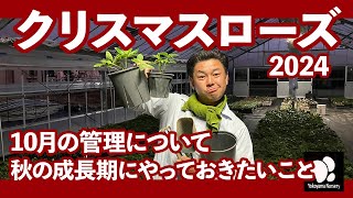 クリスマスローズ 10月の管理 ◆横山園芸 公式◆【2024】 [upl. by Cesaria]