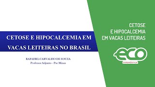 Cetose e Hipocalcemia em vacas leiteiras [upl. by Eisdnyl185]