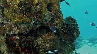 Scuba Diving from the Marshall Islands Kwajalein Atoll Eller Lagoon Side 29 September 2024 [upl. by Graham397]