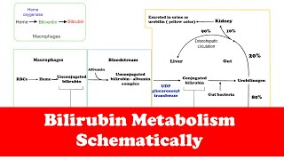 Gastrointestinal Bilirubin Metabolism Quick Review [upl. by Maybelle680]