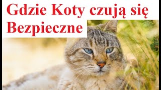 Gdzie Koty czują się Najbezpieczniejsze [upl. by Dinan]