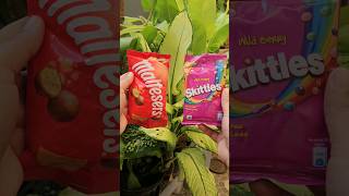 Maltesers Vs Skittles viral trending hidhaandafna youtubeshorts ytshorts shortvideo shorts [upl. by Seditsira756]