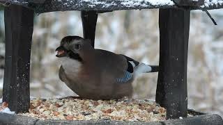 2024 January MY WILDLIFE Eurasian Jay Bad Fallingbostel Germany [upl. by Eladnek]