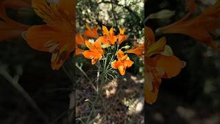 Alstroemeria ligtu simsii Geofita endemica de Chile y bajo consumo hidrico jardineríasostenible [upl. by Steinman]