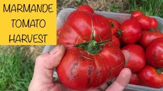 Marmande Beefsteak Tomato harvest  2017 [upl. by Hillari]