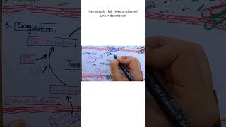 Extrinsic Pathway of Coagulation  HEMOSTASIS [upl. by Maghutte]