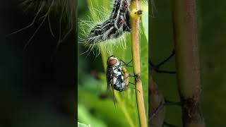 Tachinid Fly Deposits Her Eggs natureismetal keepnaturemetal tachinidfly caterpillars [upl. by Wiltz843]