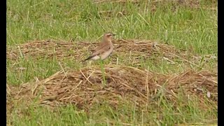 steinschmätzer  northern wheatear [upl. by Twelve551]