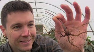 How to Easily Germinate Japanese Maple Seeds Part 2 Planting and Germinating the Seeds [upl. by Jeff]