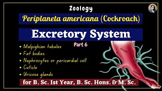 Periplaneta americana cockroach  Excretory System  Part 6  Zoology  B Sc Ist Year [upl. by Jackqueline533]