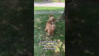 Goldendoodle vs Labradoodle goldendoodle labradoodle doodle [upl. by Nahn]