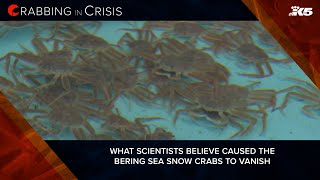 What scientists believe caused Bering Sea snow crabs to vanish and how they can be restored [upl. by Atsirak]