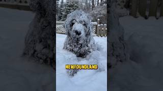 Newfoundland dog  gentle giant of the sea dog amazing [upl. by Rahs147]