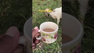 Cute baby 🐐 😍goatsanimal babygoat enjoying [upl. by Annaid]