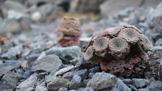 Dazzling Bastards of the High Andes  An Intro to Andean Violets [upl. by Ennyrb]